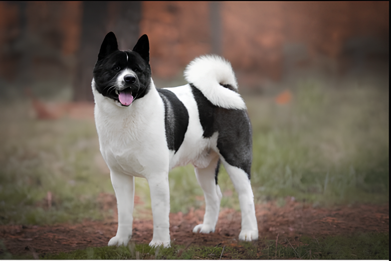 Chien Akita Américain