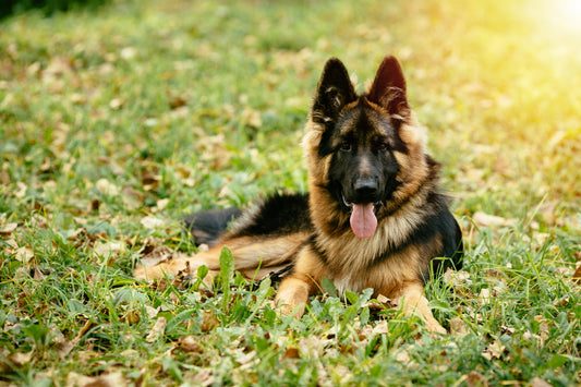 Berger Allemand