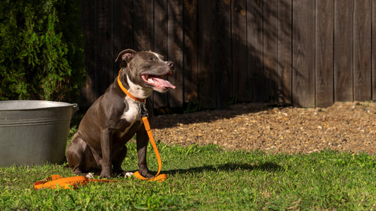 Top 10 des jouets pour chien qui durent vraiment (petits et grands chiens)