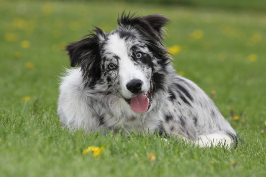 Border Collie Bleu Merle