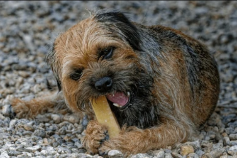 Border Terrier