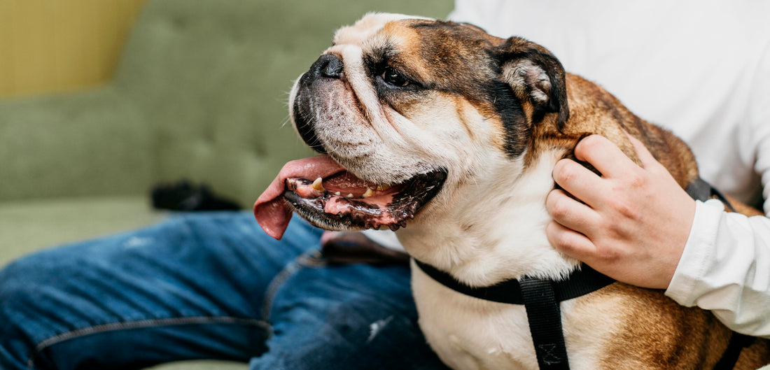 Pourquoi mon chien me lèche ?