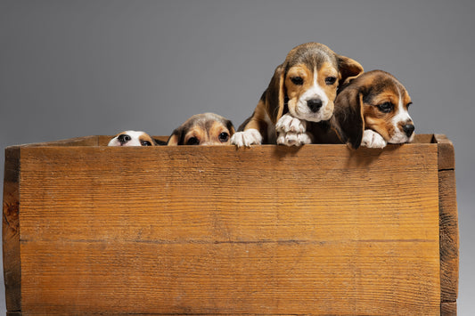 image de chiot dans une boite en bois