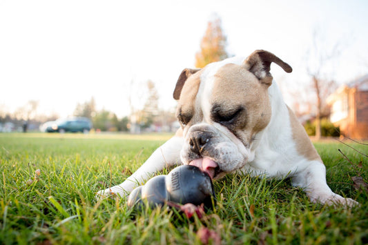 Choisir un Jouet Solide pour Son Chien : Nos Astuces pour Trouver le Jouet Idéal - Canidreams