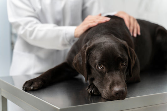 Quelle alimentation choisir pour un chien souffrant d’arthrose ?