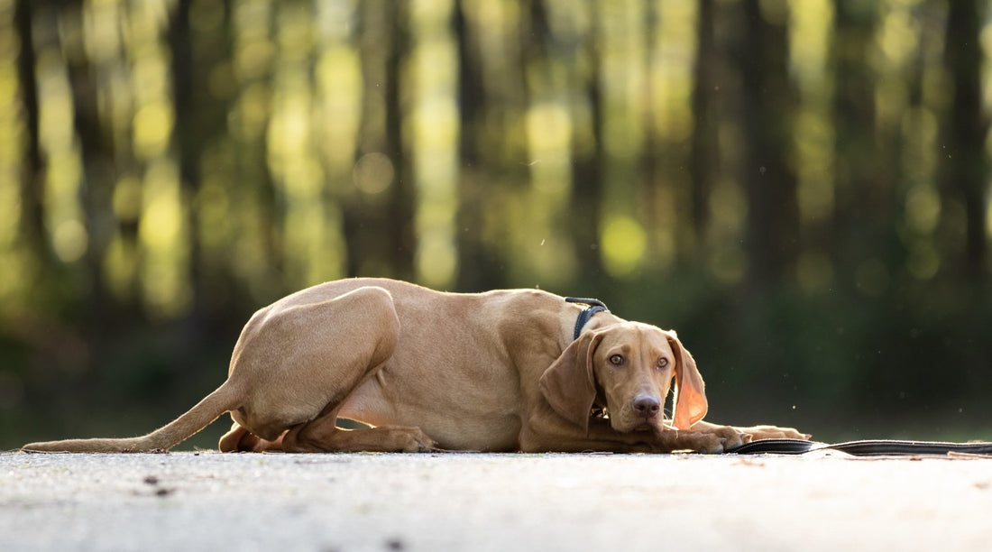 Comment Calculer l'Âge d'un Chien ? - Canidreams