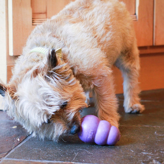 Comment choisir le meilleur jouet à mâcher pour chien ? Notre guide  complet pour faciliter votre choix - Canidreams