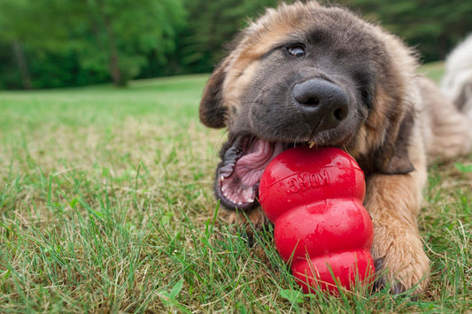 Comment choisir son jouet pour Chien Destructeur ? - Canidreams