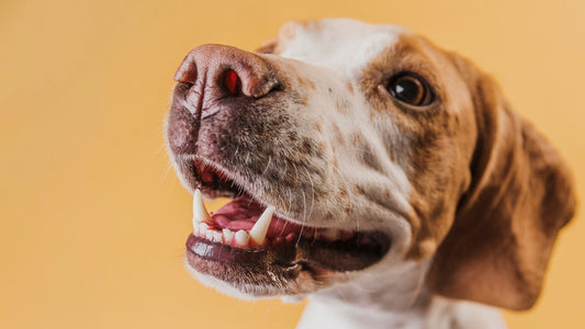 Comment Peut-on laver les dents d'un chien ? - Canidreams