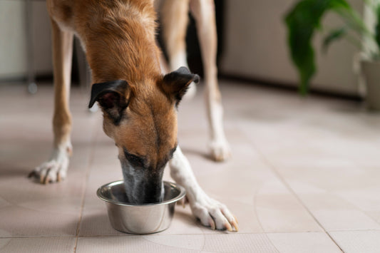Changer l’alimentation de son chien : comment bien faire la transition ?