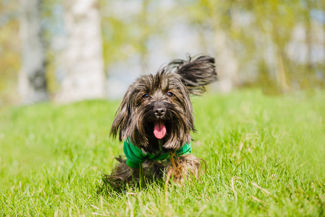 Combien coûte un chien ?