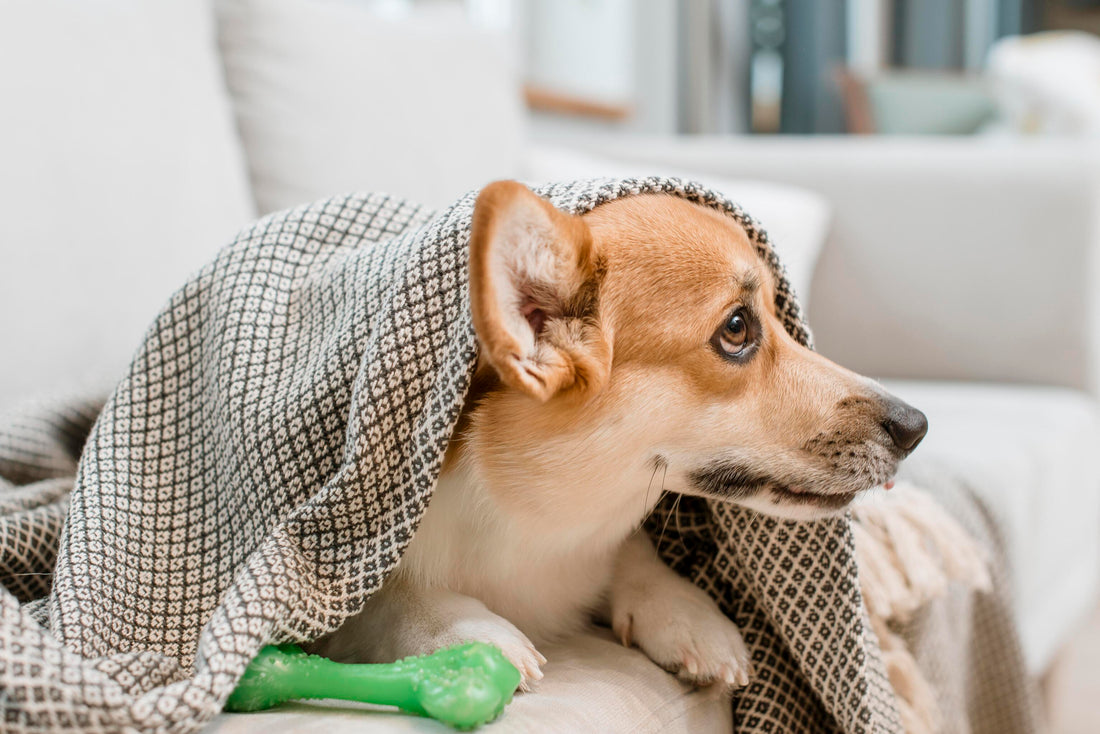 Comment savoir si mon chien a de la fièvre ?