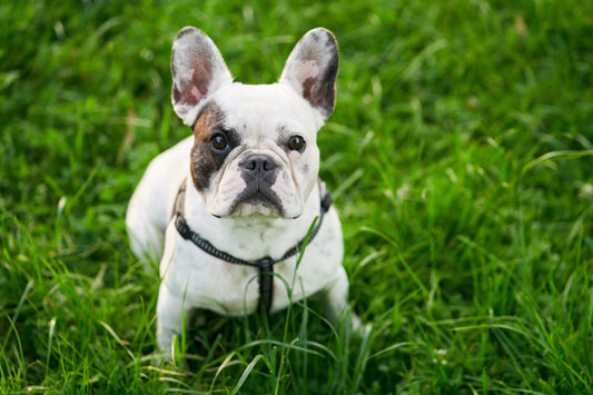 Bouledogue français