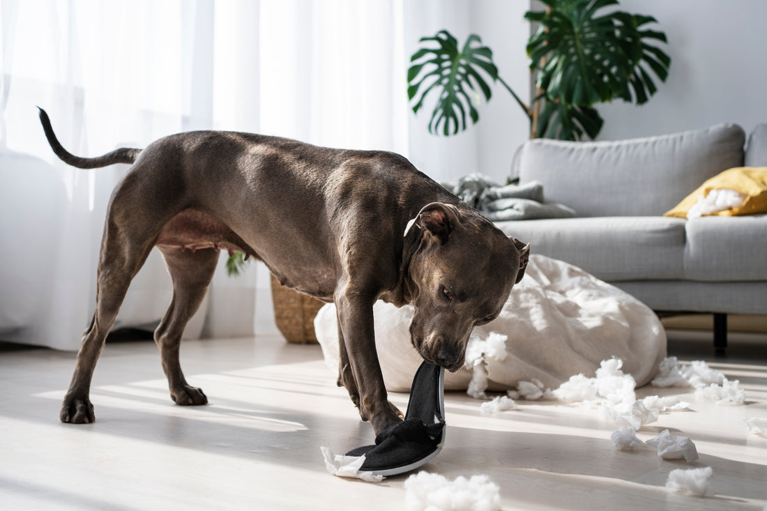 Chien destructeur : comment corriger son comportement ?