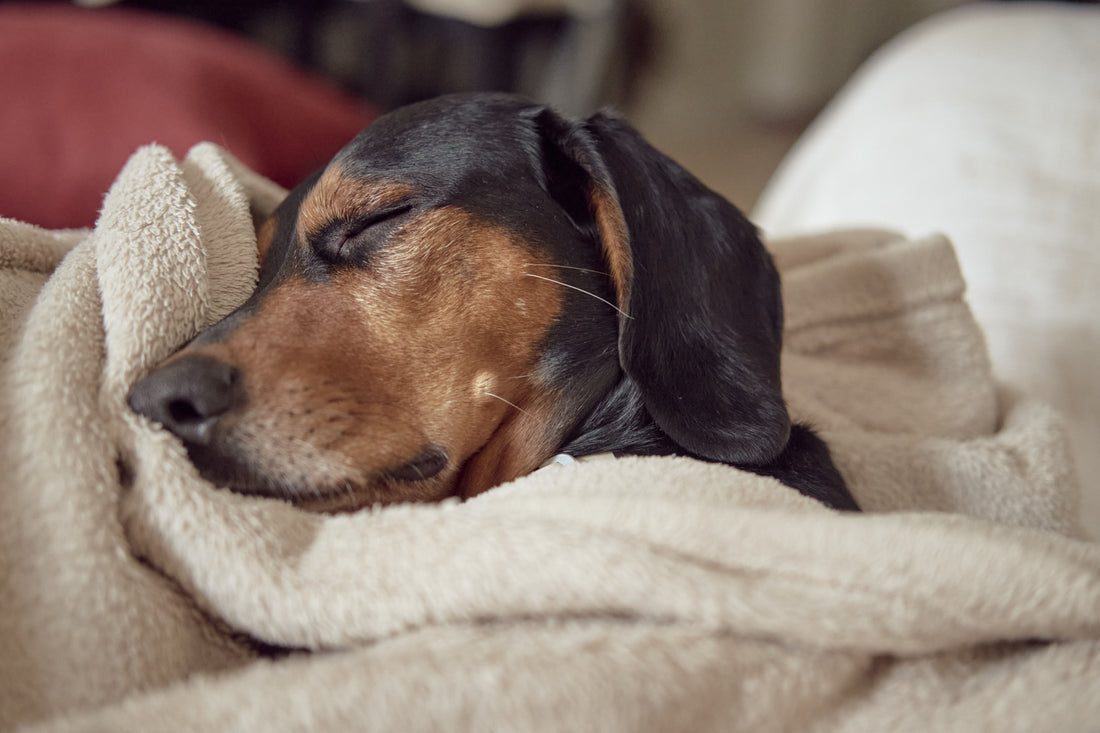 Combien de temps dort un chien ?