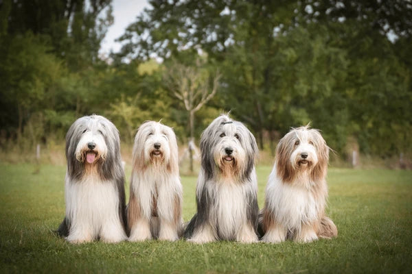 Bearded Collie