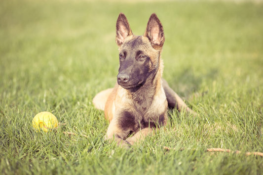 Est-ce que le malinois est dangereux ?