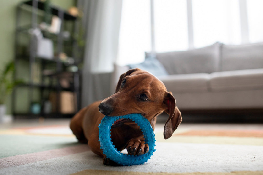 Jouet pour chien indestructible : Comment choisir le jouet idéal - Canidreams