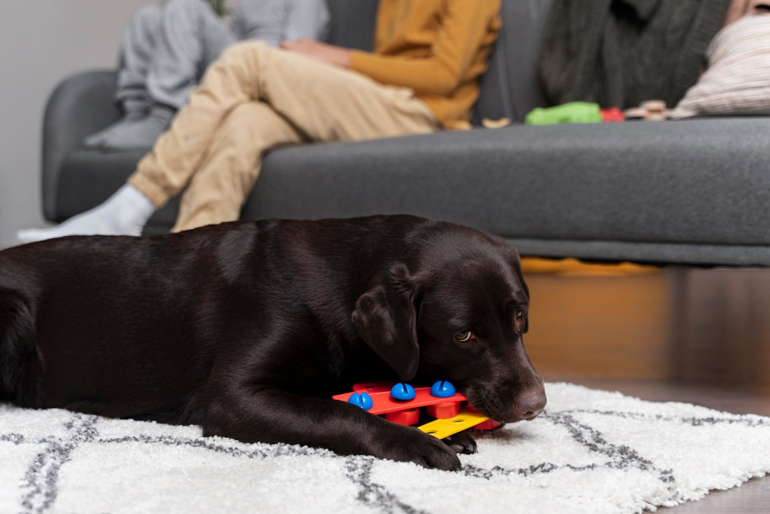 Jouet pour chien interactif : Un divertissement intellectuel pour votre chien - Canidreams