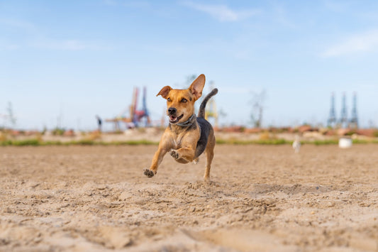 Jouets qui Couinent pour Chiens : Les Alliés Indispensables du Divertissement Canin - Canidreams