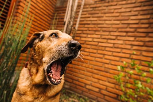 Comment empêcher un chien d’aboyer ? Solutions douces et efficaces