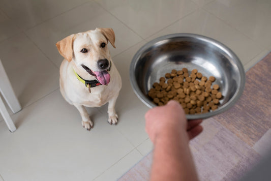 Nourriture pour chien sans céréales : Ses avantages et notre sélection des meilleures options - Canidreams