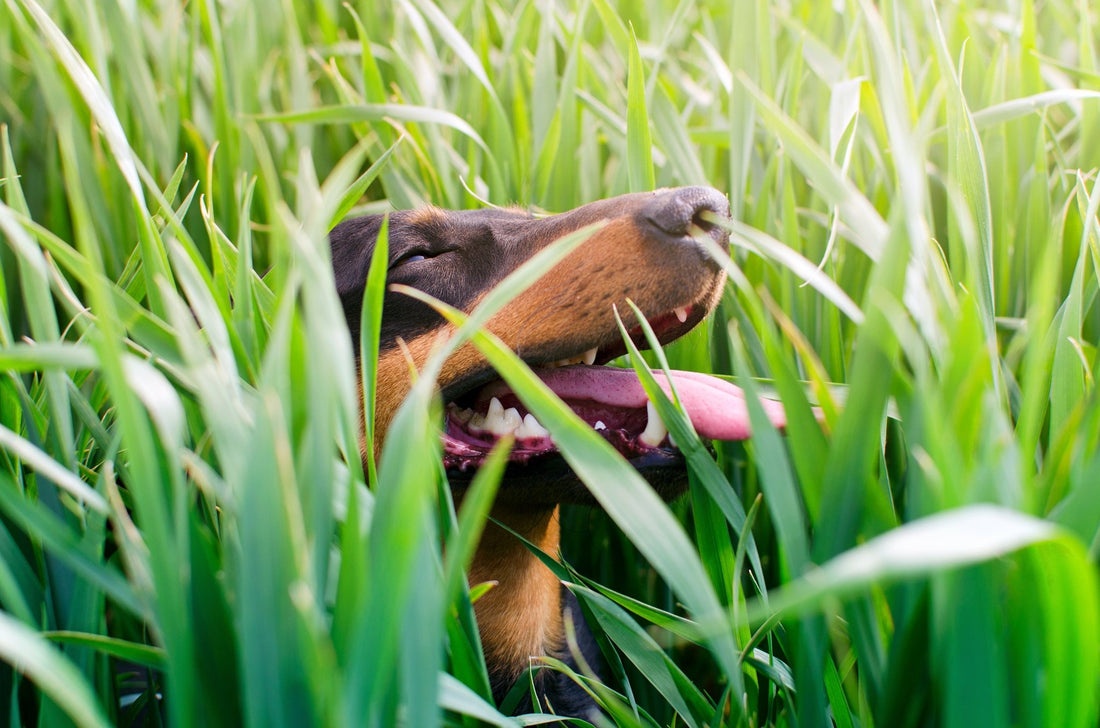 Pourquoi Mon Chien Mange de l'Herbe ? - Canidreams