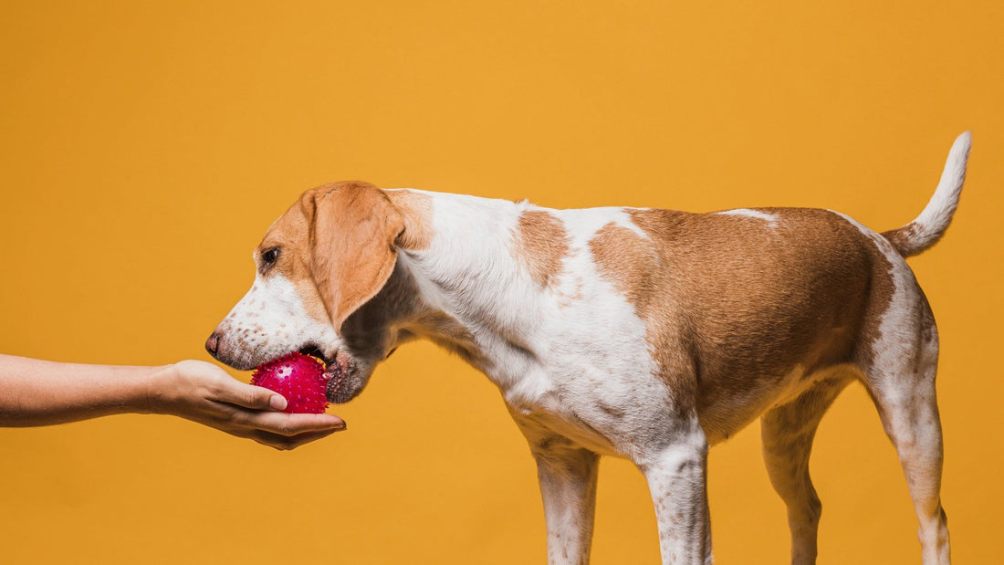 Pourquoi mon chien ne veut pas jouer ? Comprendre les différentes raisons possibles - Canidreams