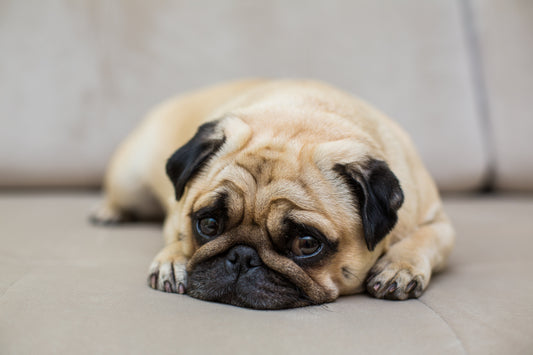 Comment occuper son chien quand on est absent ?