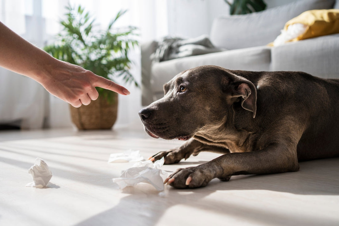 Quel aliment éviter pour un chien : 5 aliments à absolument éviter - Canidreams