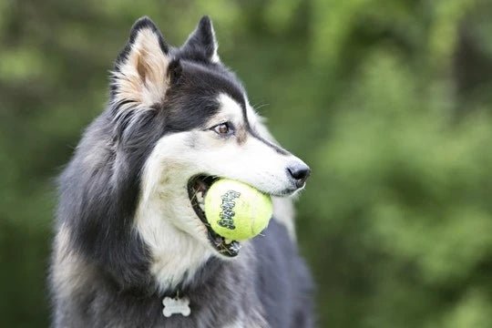 Quel jouet choisir pour son chien ? Le guide complet pour votre fidèle compagnon - Canidreams