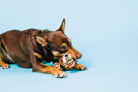 Quel jouet choisir pour un gros chien : Guide d'achat pour les propriétaires de grands toutous - Canidreams