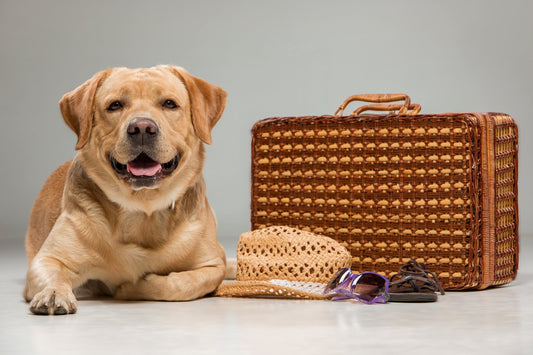 Quels sont les accessoires essentiels pour mon chien ? Top 10 des choses indispensables - Canidreams