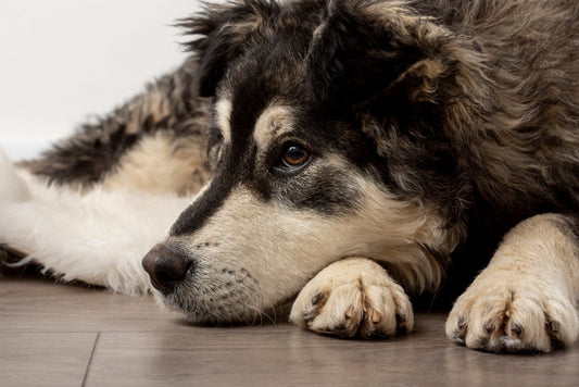 Quels sont les signes d'un chien qui s'ennuie ? Reconnaître et remédier à l'ennui canin - Canidreams