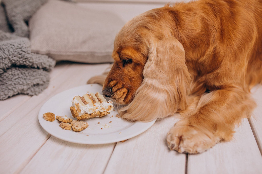 Qu'est-ce que les chiens peuvent manger ? Le Guide complet - Canidreams