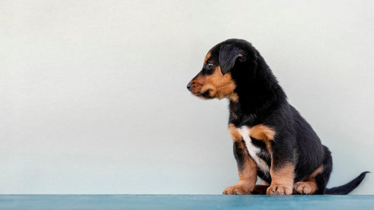 Petit chien sur fond blanc et bleu