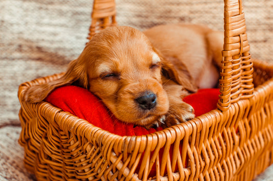 Photo d’un chien adulte se reposant dans son nouveau panier, après adoption.