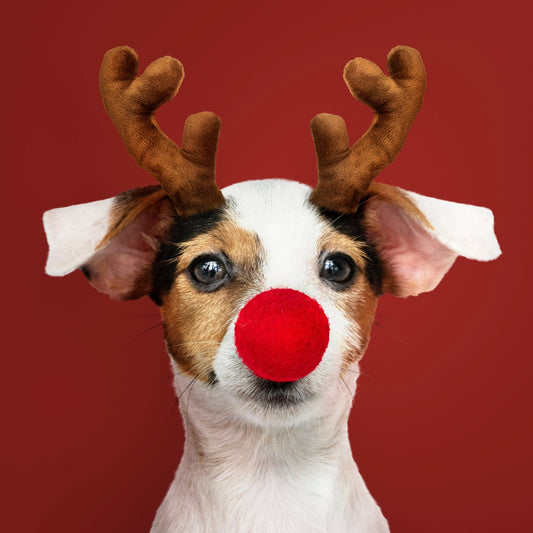 Top 7 des jouets pour chien à offrir pour Noël - Canidreams