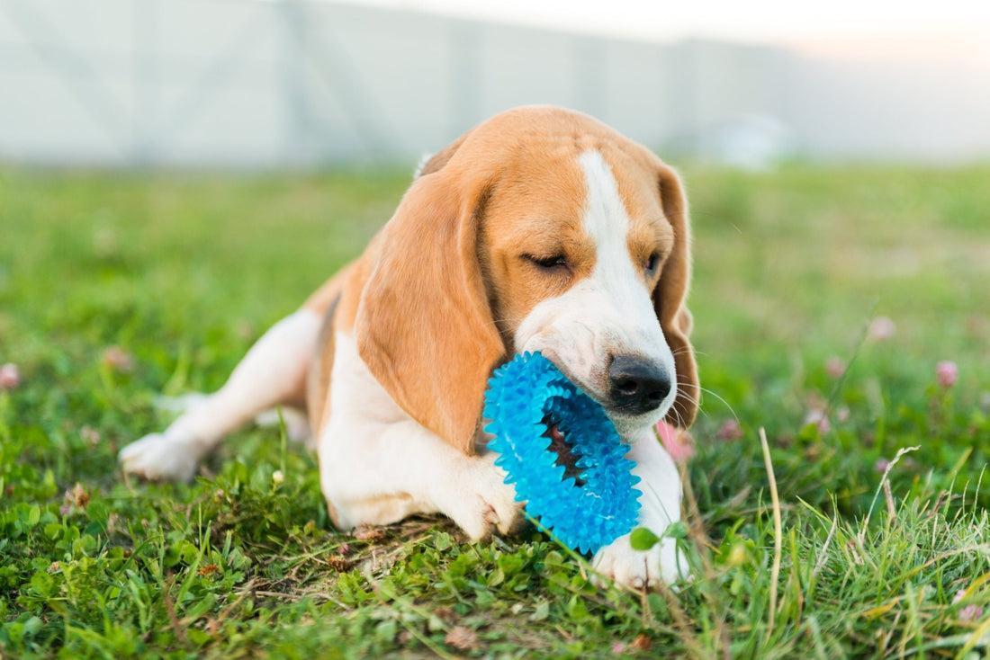 Top 7 des meilleurs jouets pour chien destructeur - Canidreams