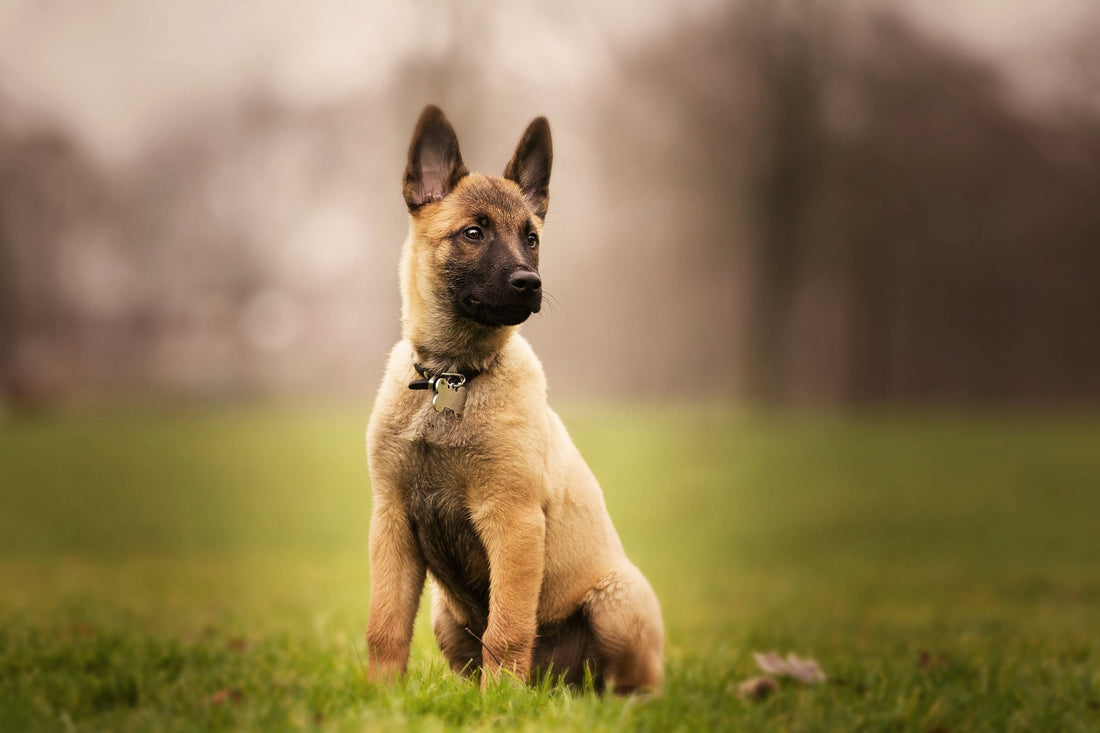 Tout savoir sur le Berger Malinois - Canidreams