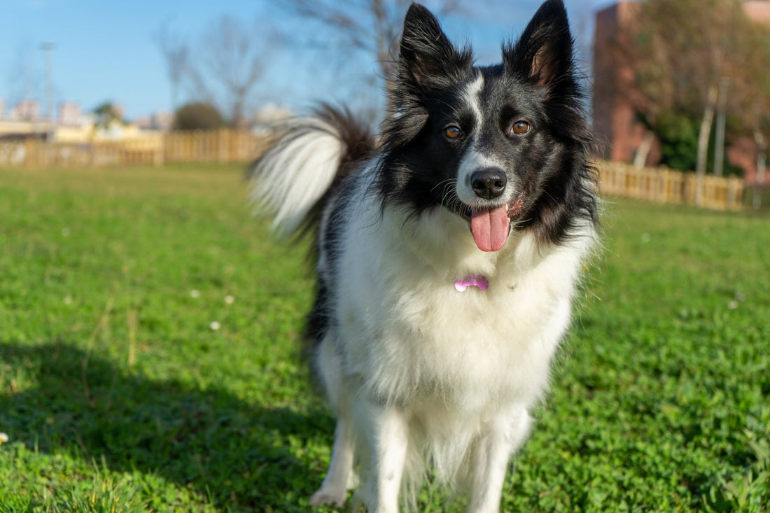 Tout savoir sur Le Border Collie - Canidreams