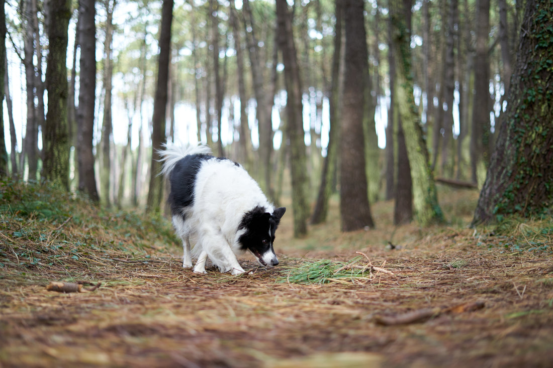 Alimentation du Border Collie