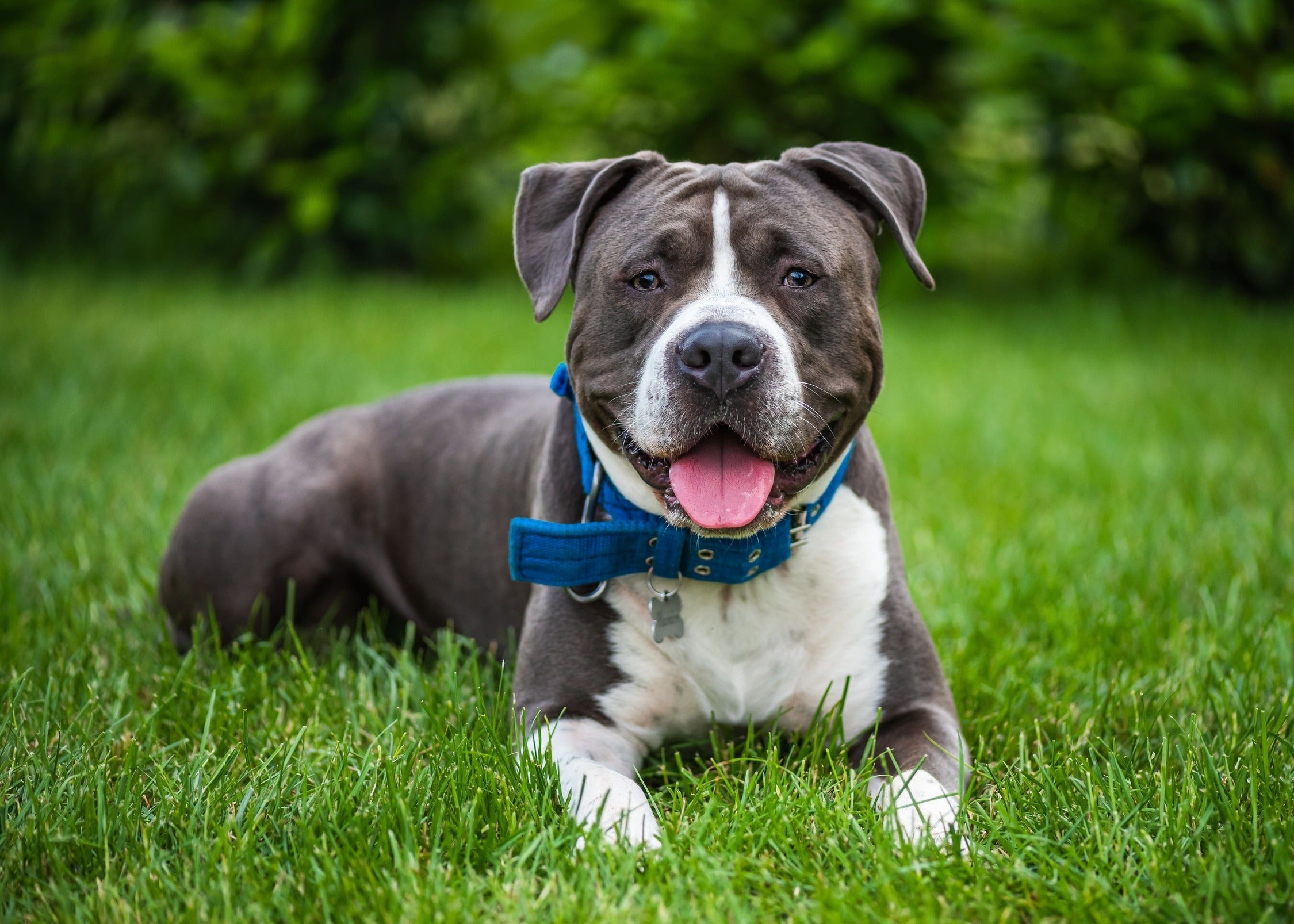 Top 10 des meilleurs jouets pour American Staffordshire Terrier