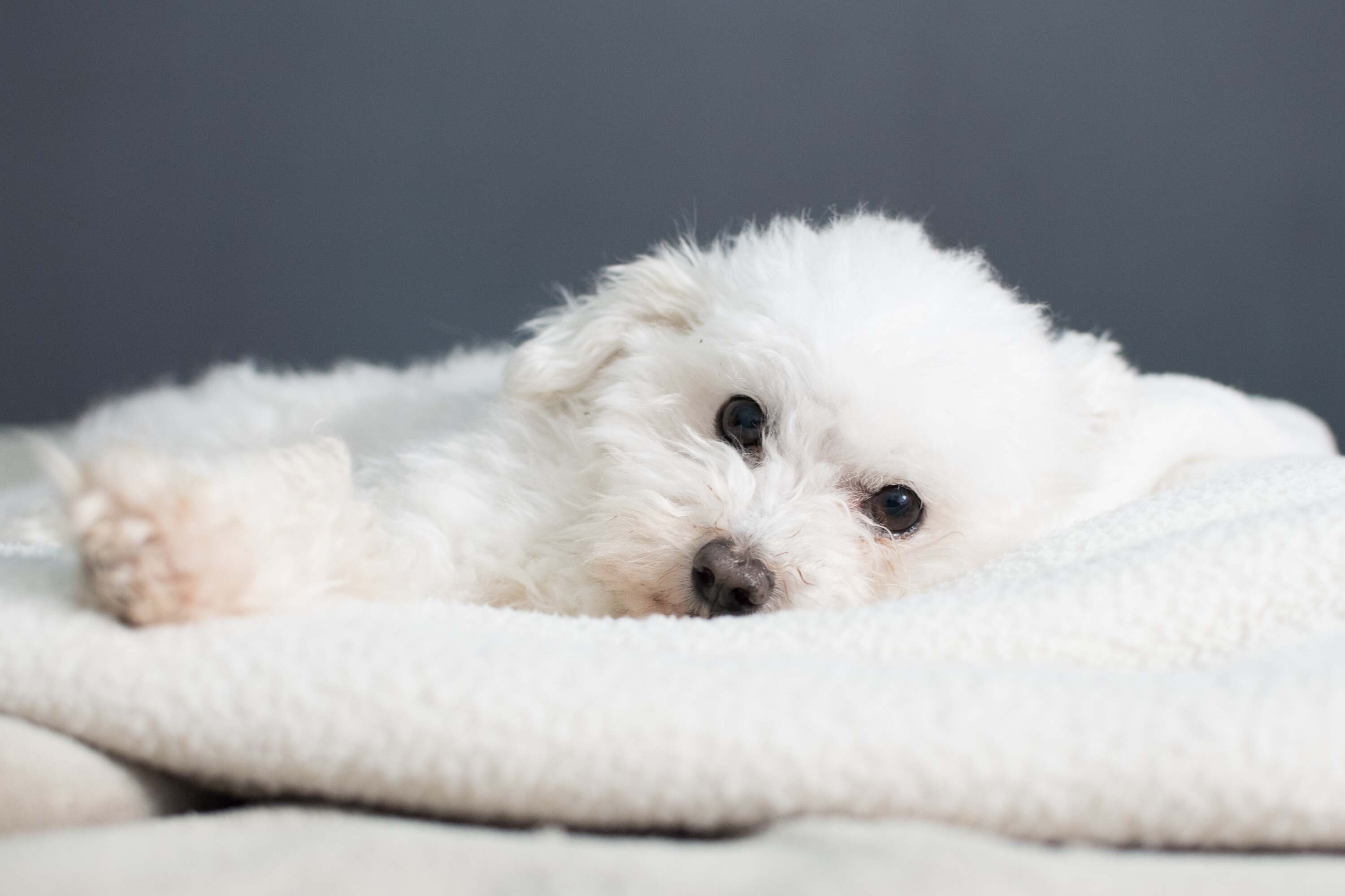 Top 10 des meilleurs Jouets pour Bichon Maltais