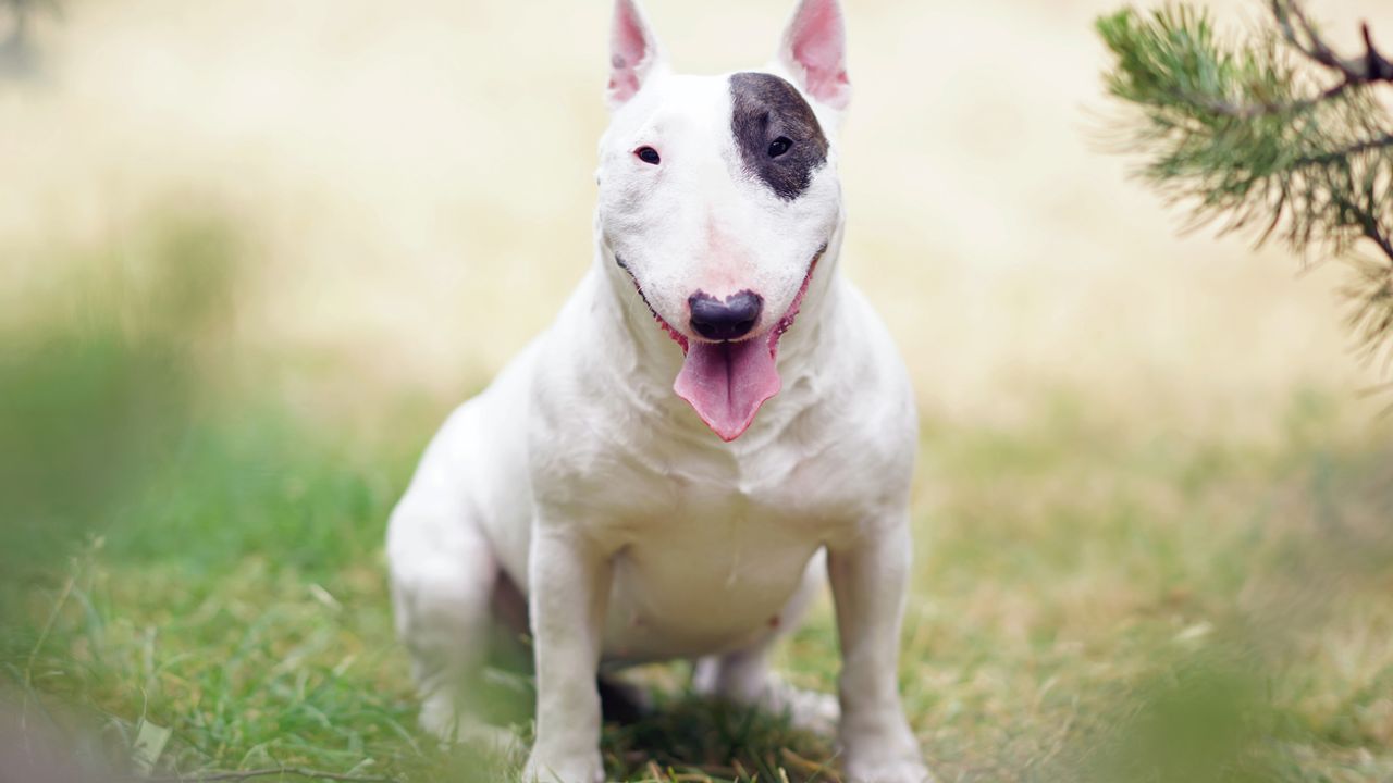 Top 10 des meilleurs Jouets pour Bull Terrier