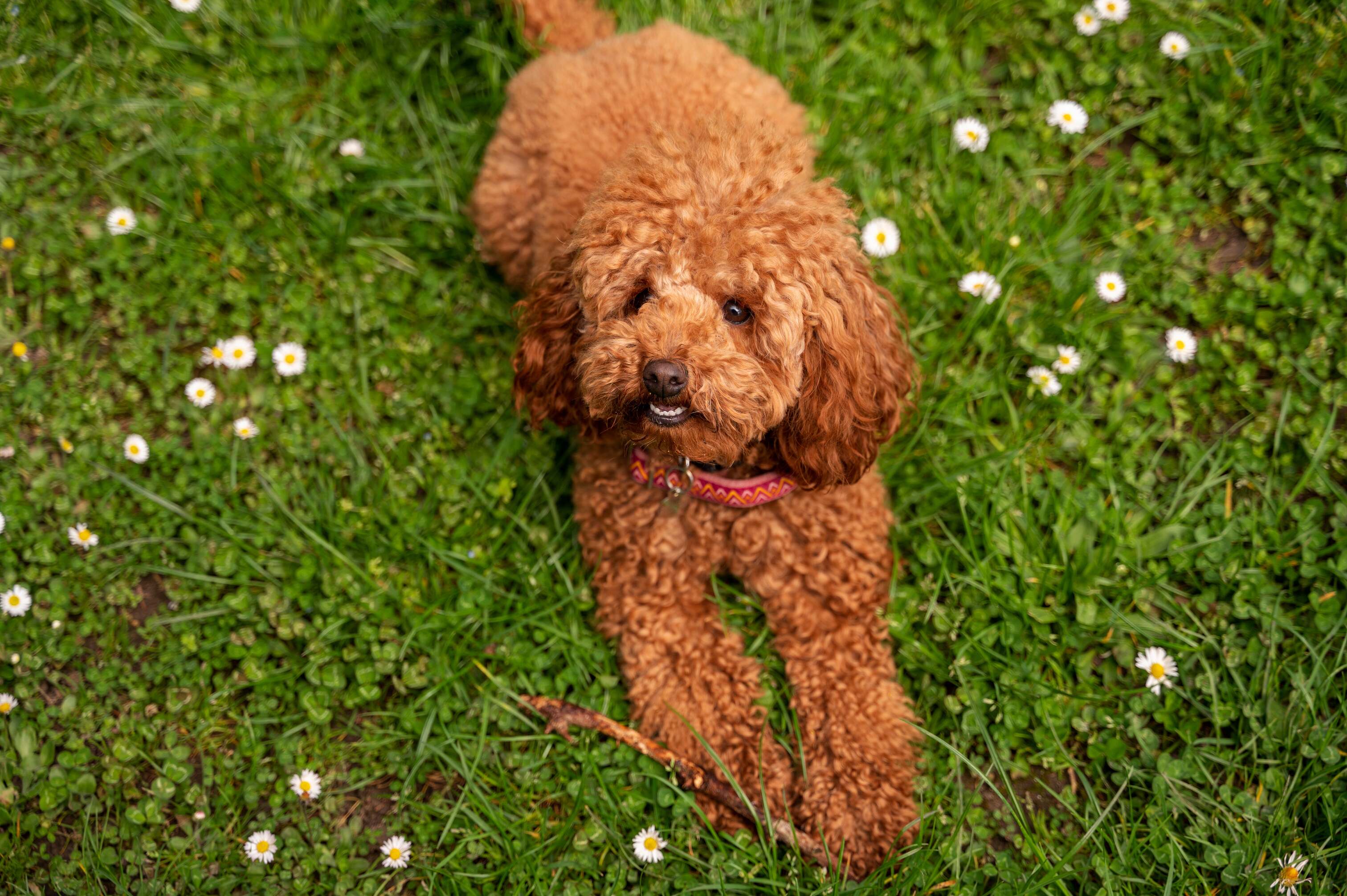 Top 10 des meilleurs Jouets pour Caniche