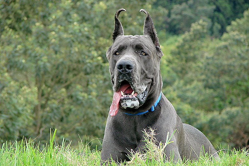 Top 10 des meilleurs Jouets pour Dogue Allemand