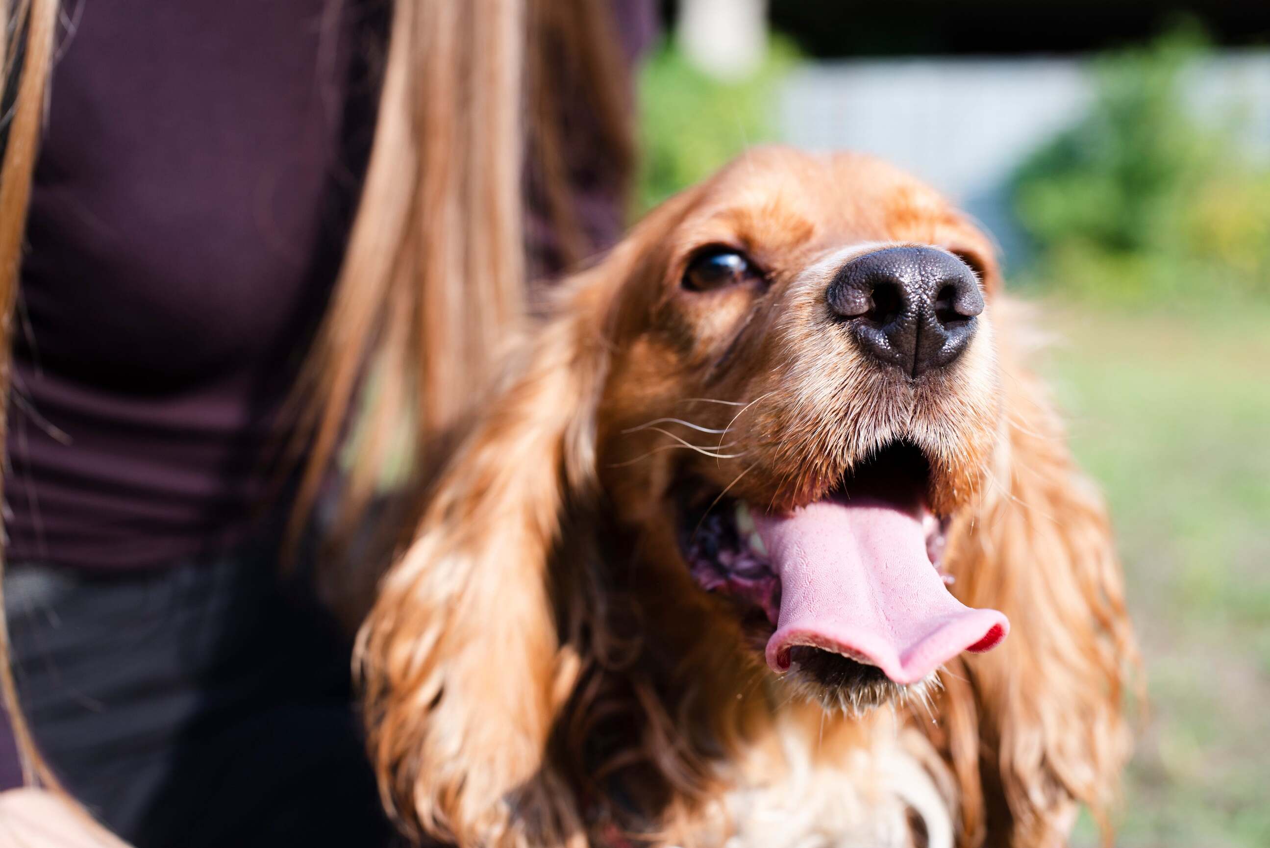 Top 10 des meilleurs Jouets pour Cocker Spaniel Anglais