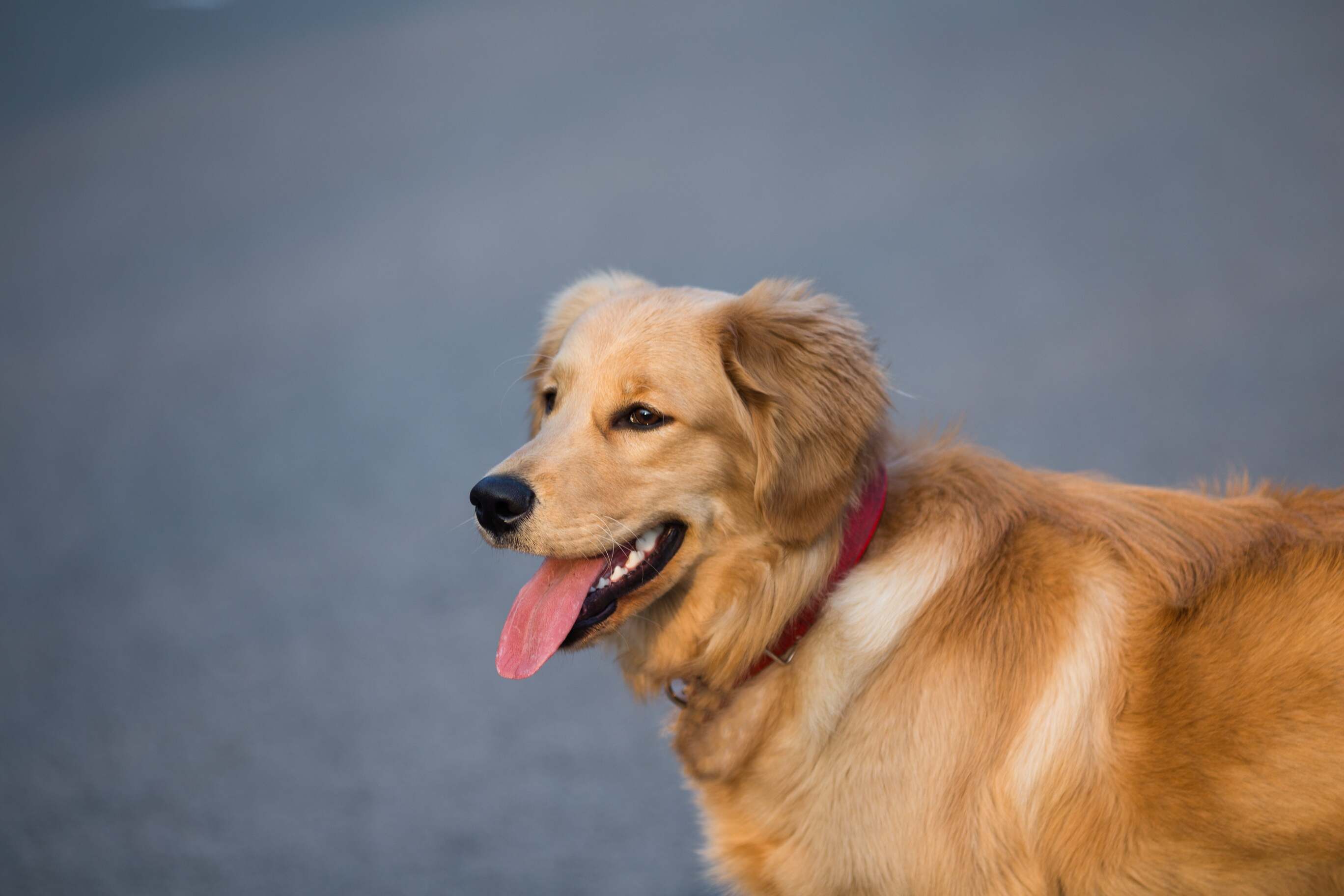 Top 10 des meilleurs Jouets pour Golden Retriever