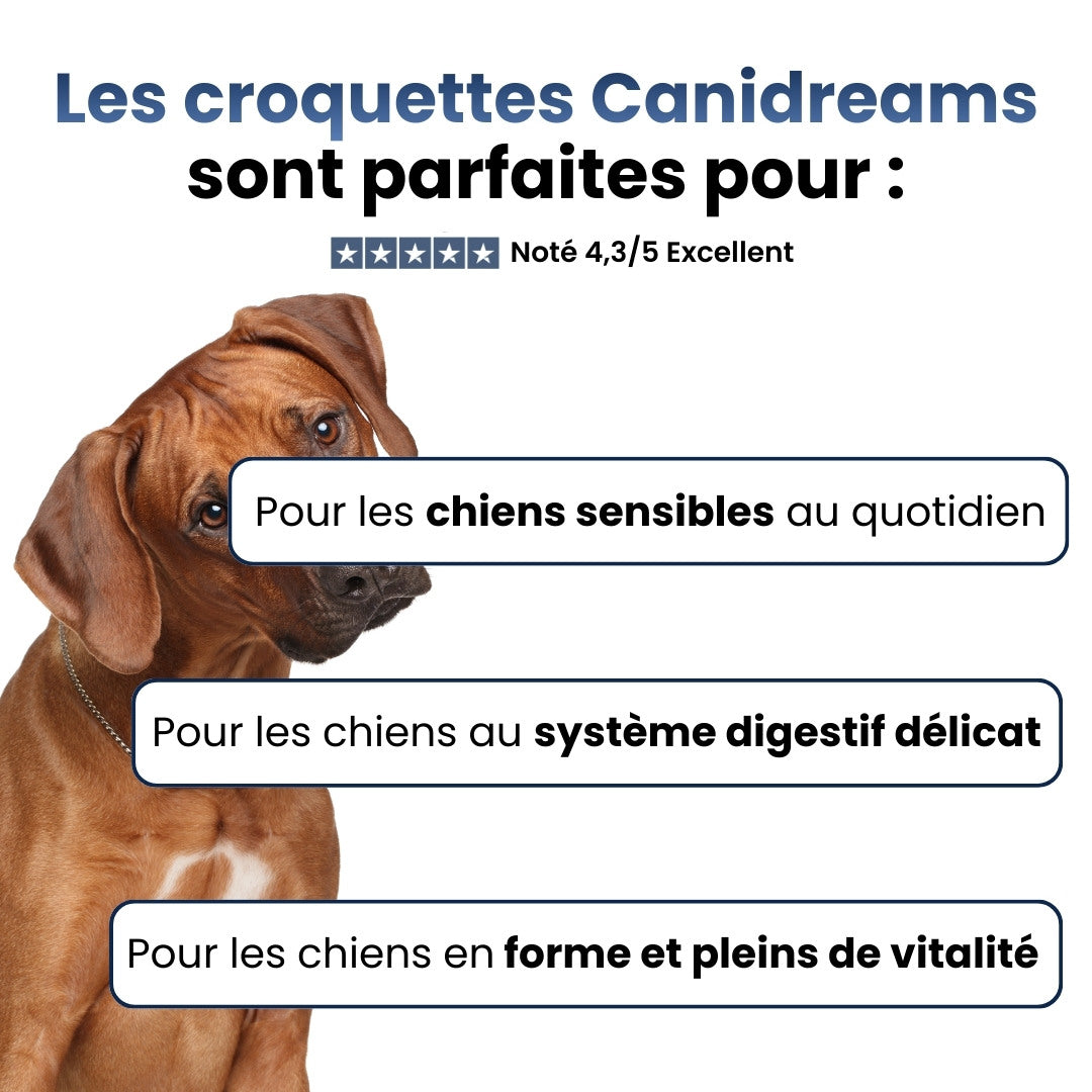 Canidreams Food Adulte - Saumon (Sans céréales)